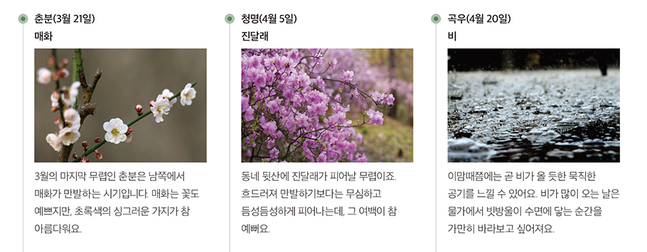 
        춘분(3월 21일) - 매화
        3월의 마지막 무렵인 춘분은 남쪽에서 매화가 만발하는 시기입니다. 매화는 꽃도 예쁘지만, 초록색의 싱그러운 가지가 참 아름다워요.

        청명(4월 5일) - 진달래
        동네 뒷산에 진달래가 피어날 무렵이죠. 흐드러져 만발하기보다는 무심하고 듬성듬성하게 피어나는데, 그 여백이 참 예뻐요.

        곡우(4월 20일) - 비
        이맘때쯤에는 곧 비가 올 듯한 묵직한 공기를 느낄 수 있어요. 비가 많이 오는 날은
        물가에서 빗방울이 수면에 닿는 순간을 가만히 바라보고 싶어져요.
        